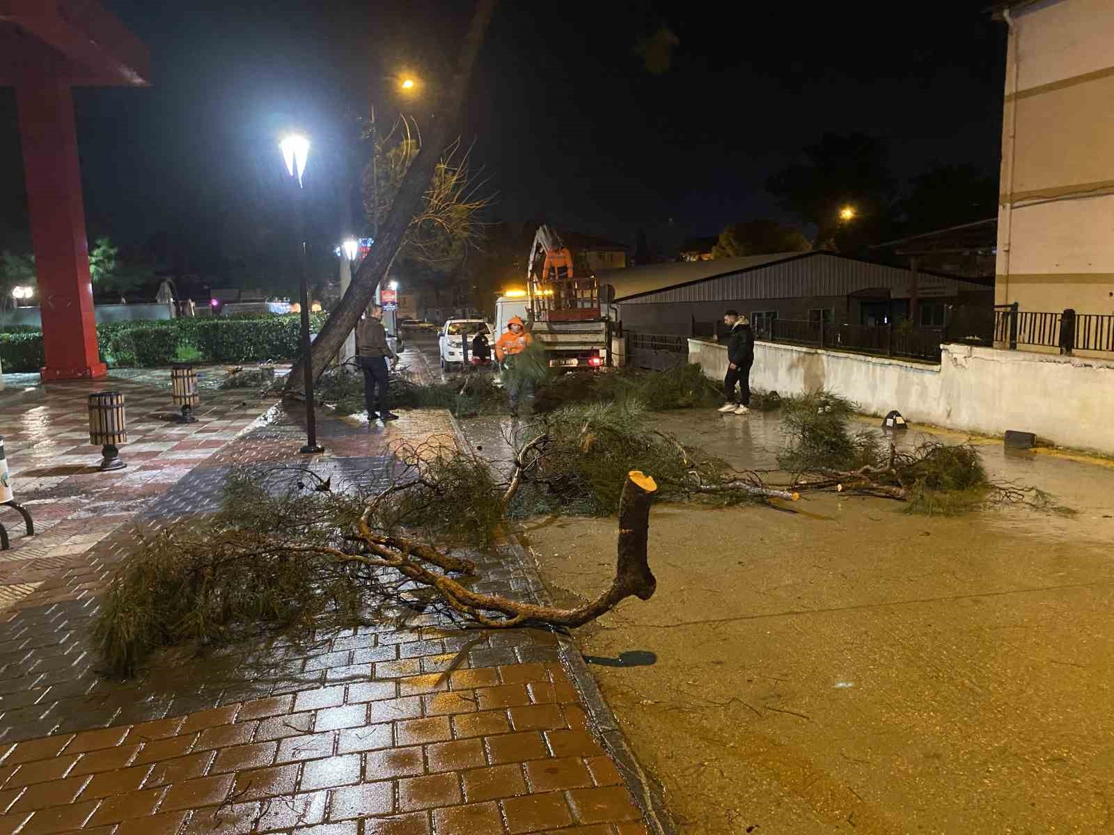 Yarım asırlık çam ağacı fırtınaya dayanamadı
