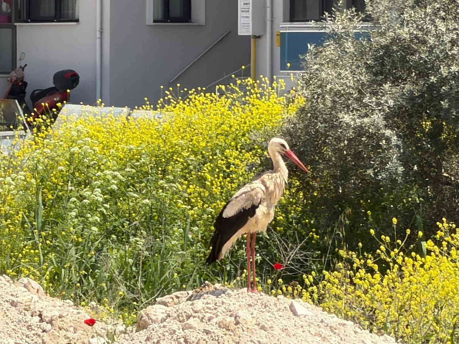 Yatağan’ı leylekler mesken tuttu
