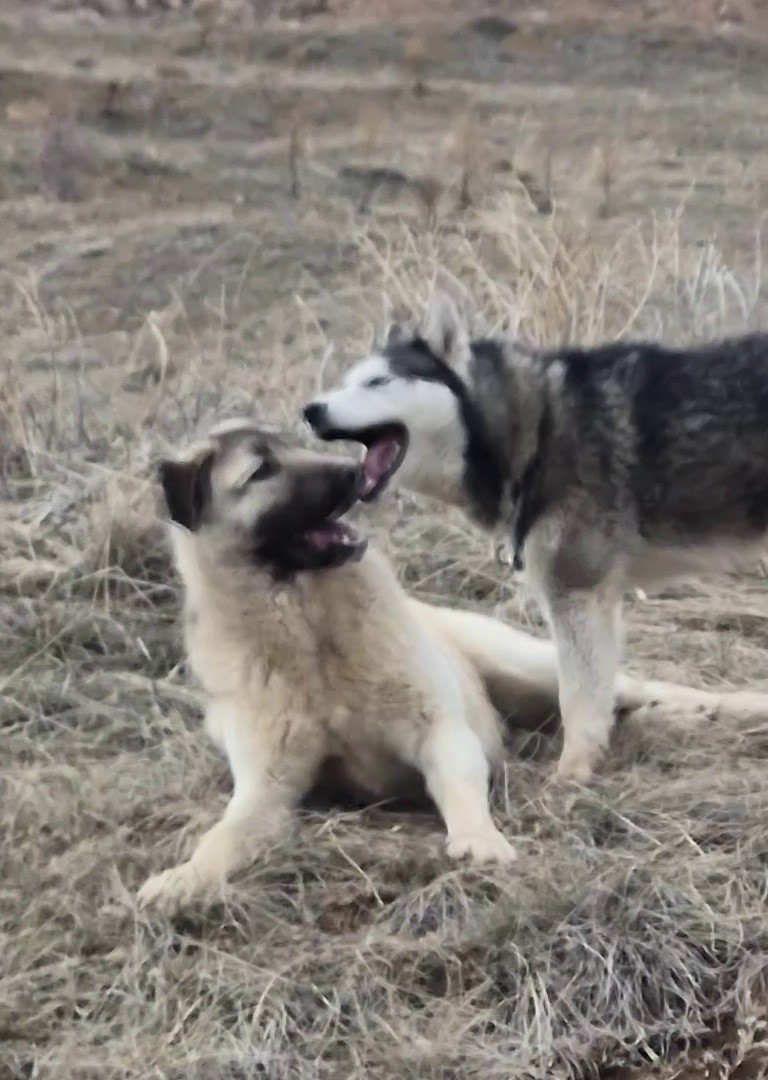 Yavru kangal gönlünü Sibirya kurduna kaptırdı
