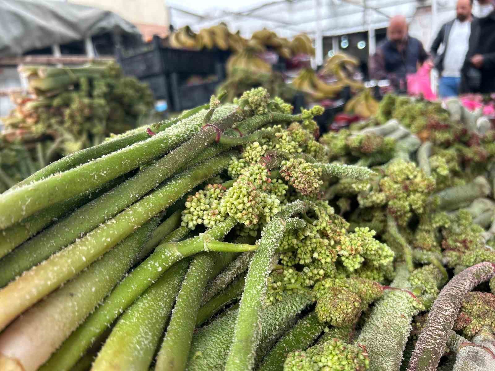 Yayla muzu uçkun tezgaha çıktı
