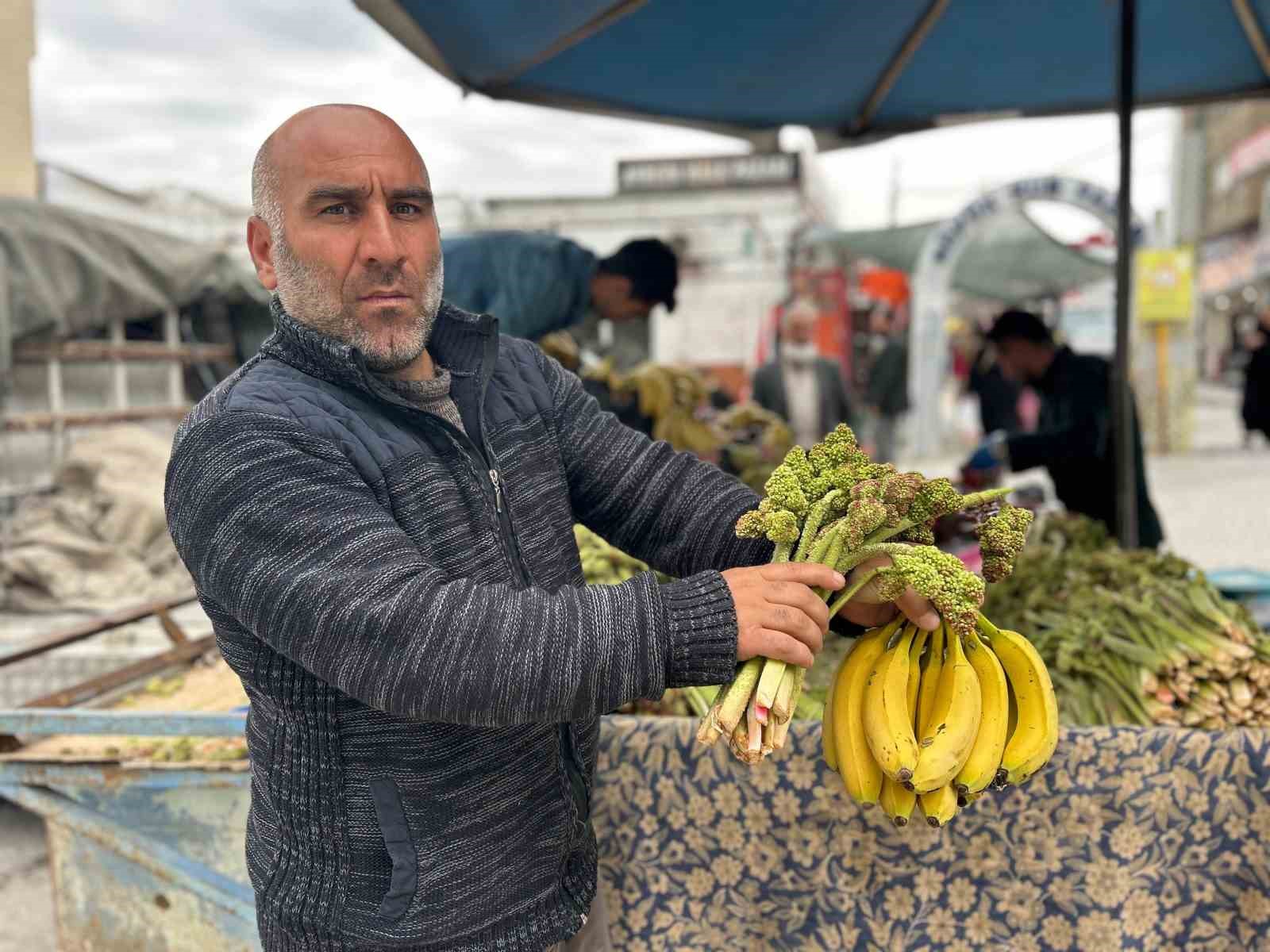 Yayla muzu uçkun tezgaha çıktı
