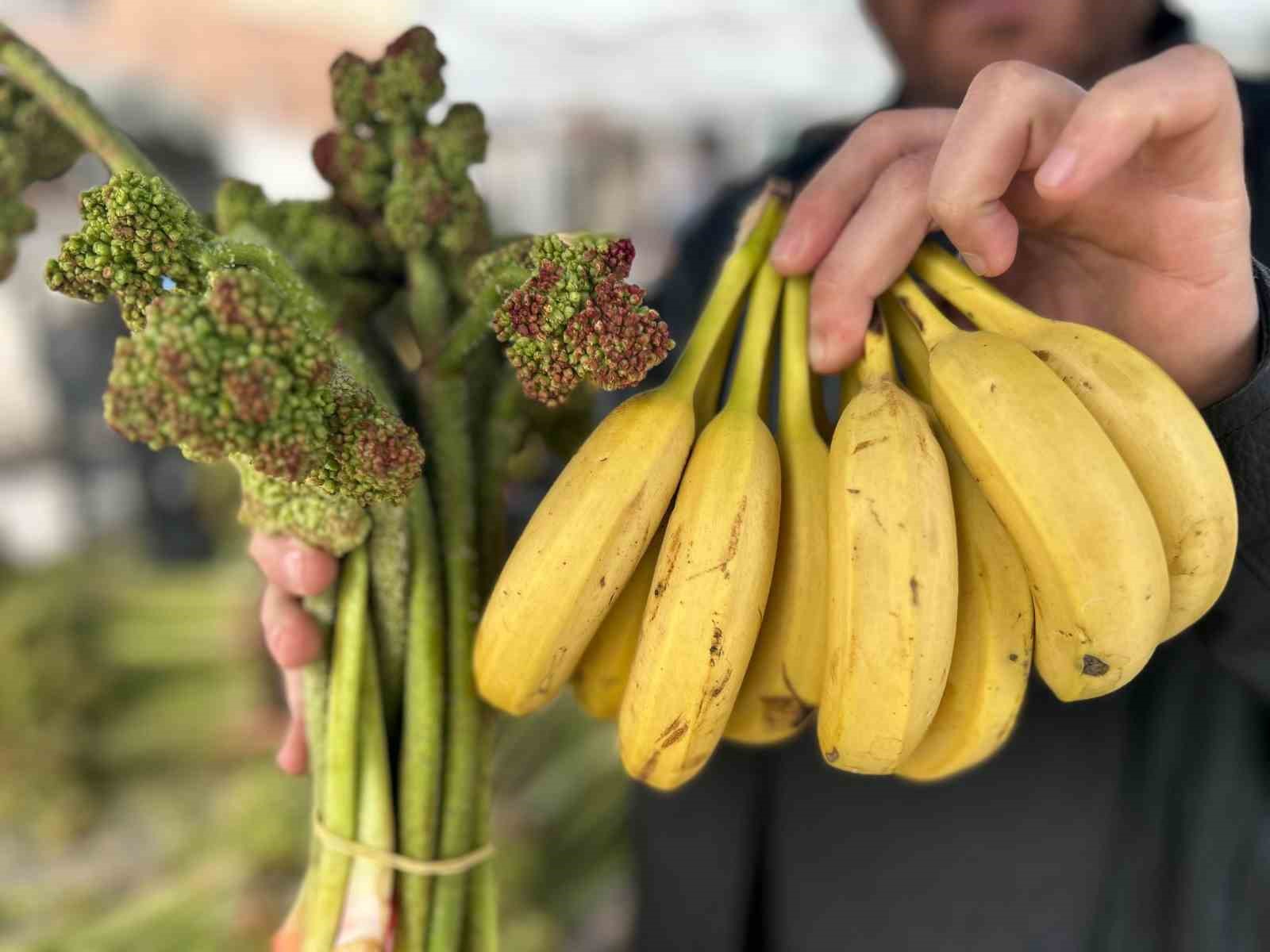 Yayla muzu uçkun tezgaha çıktı
