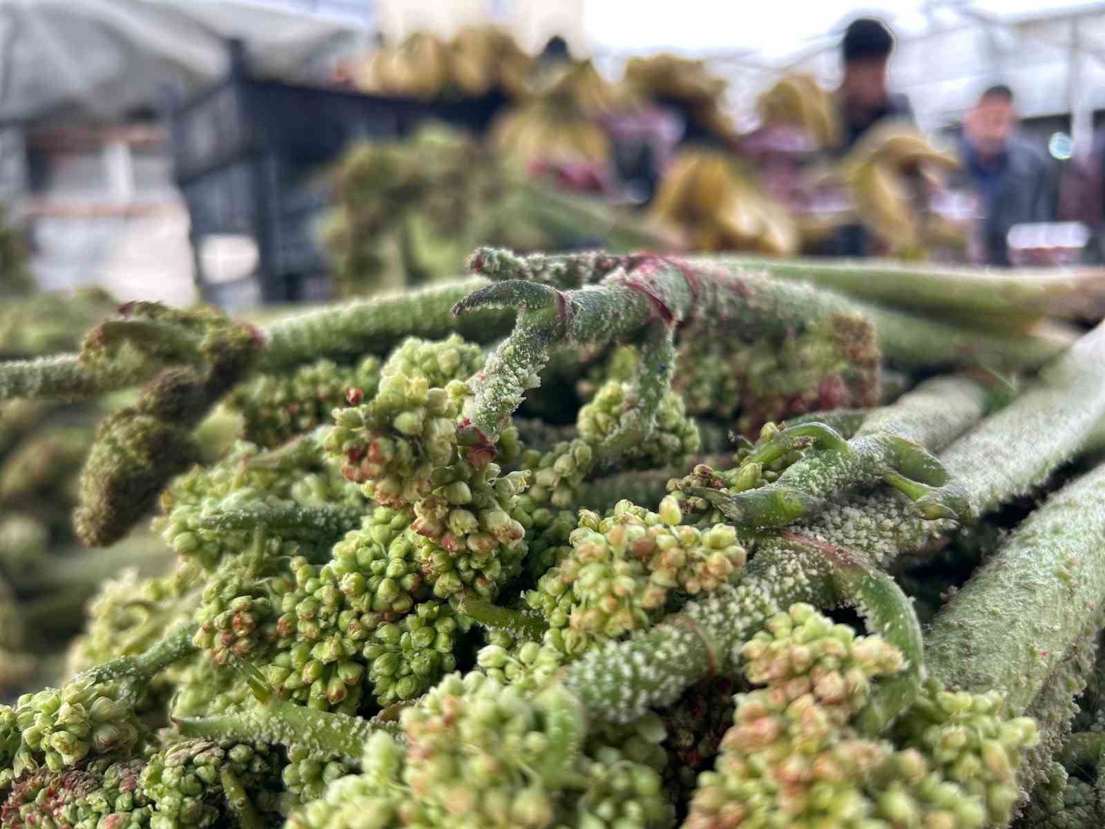 Yayla muzu uçkun tezgaha çıktı
