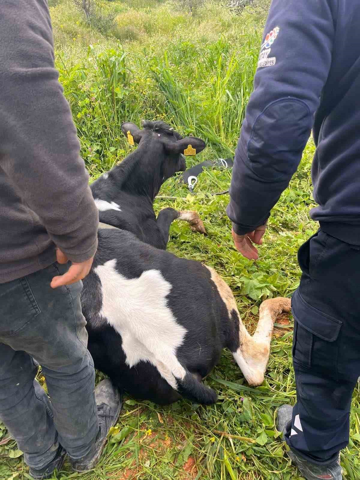 Yayladağı’nda gölete düşen büyükbaş hayvan kurtarıldı
