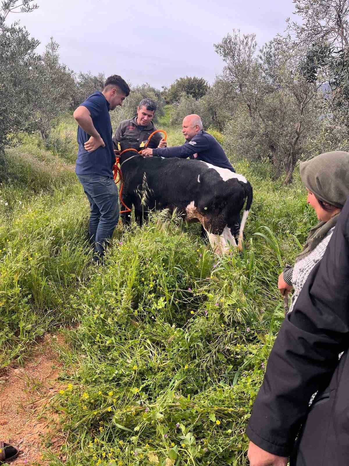 Yayladağı’nda gölete düşen büyükbaş hayvan kurtarıldı
