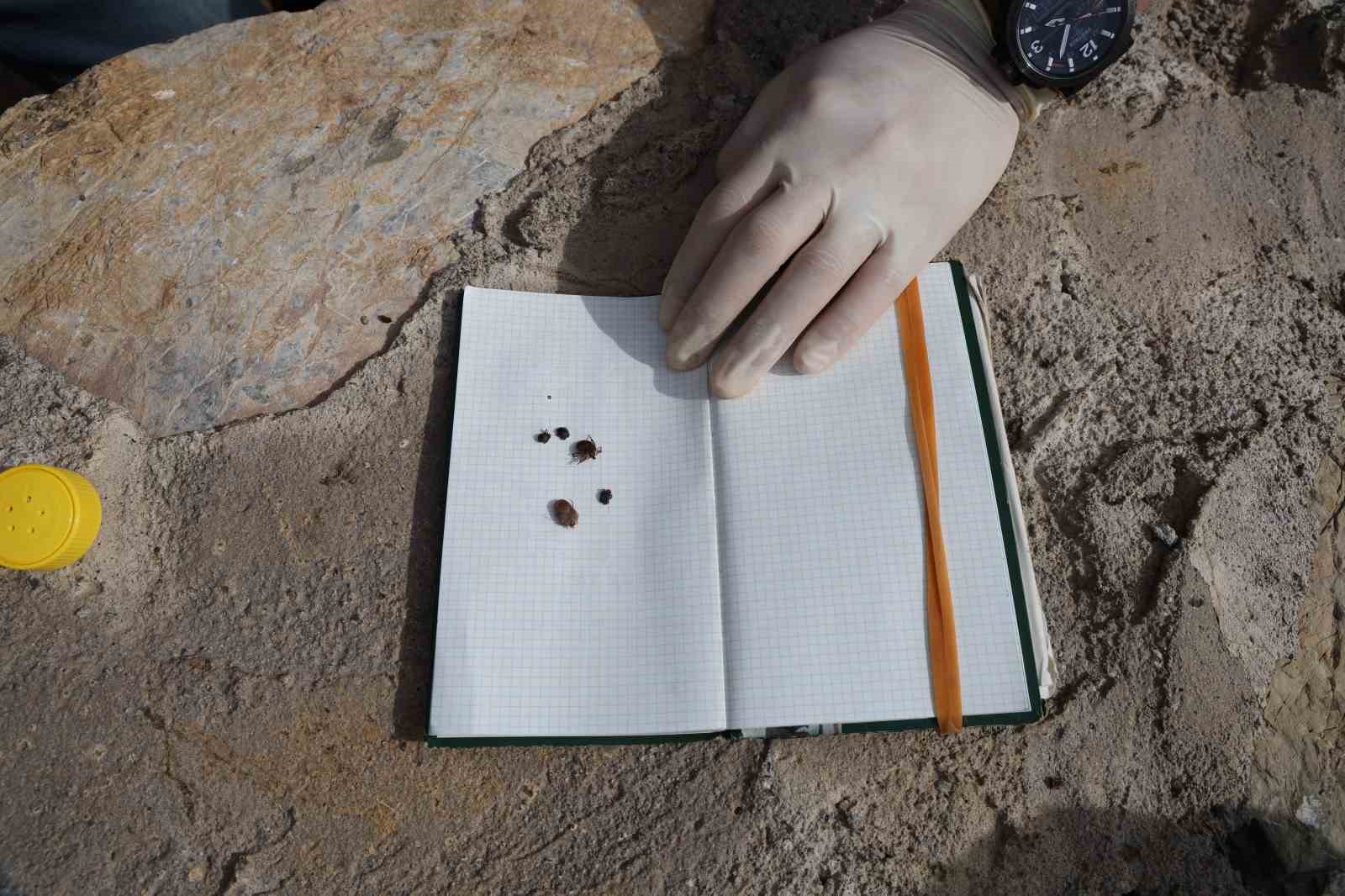 Yaz aylarının korkulu rüyası kenelere karşı hem havadan ve hem karadan mücadele başladı
