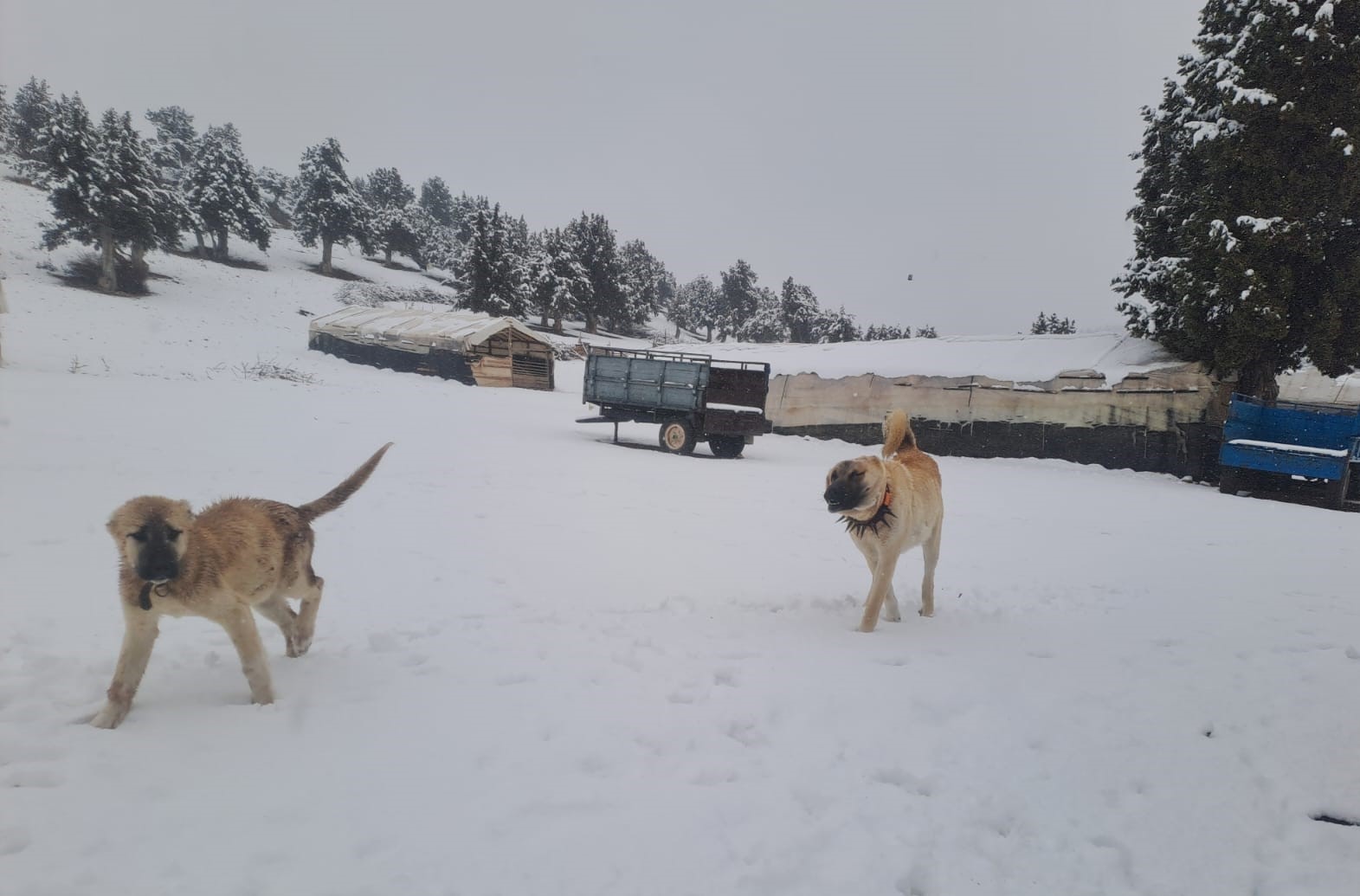 Yaz şehri Mersin’de kar birçok mahalleyi beyaza bürüdü
