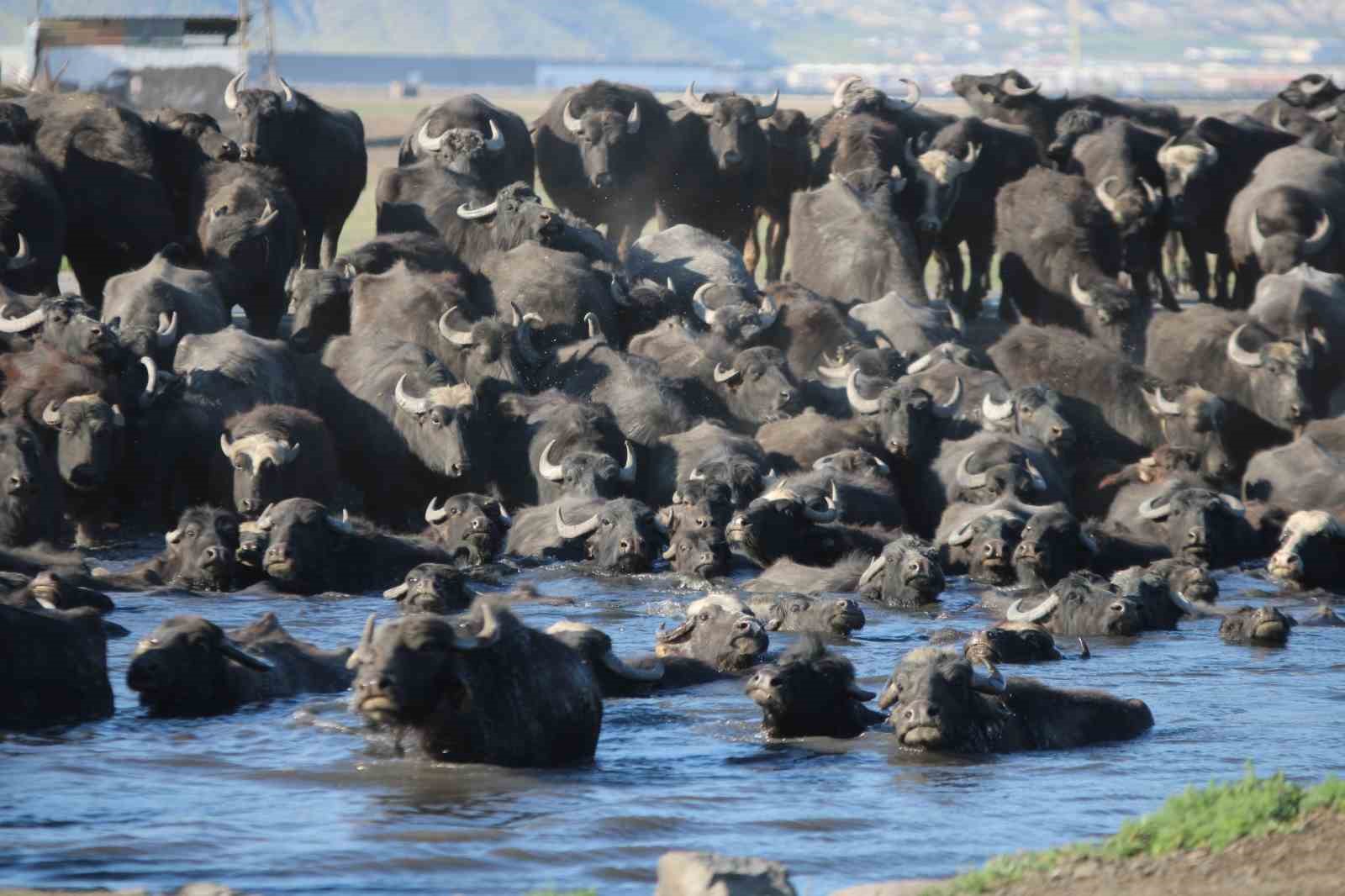 Yazın safari kışın buz pisti

