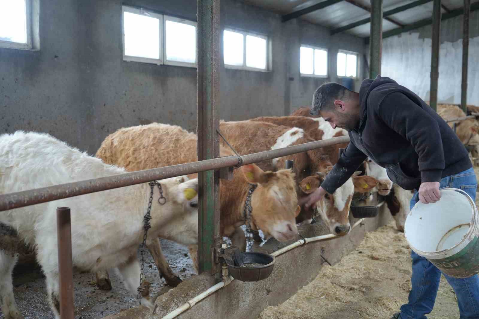 Yem desteği Bayburtlu çiftçinin yüzünü güldürdü: "Bu destek bize iyi geldi"
