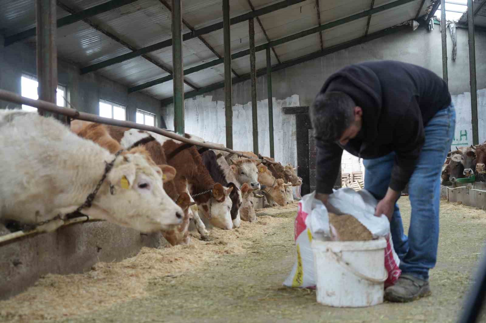 Yem desteği Bayburtlu çiftçinin yüzünü güldürdü: "Bu destek bize iyi geldi"

