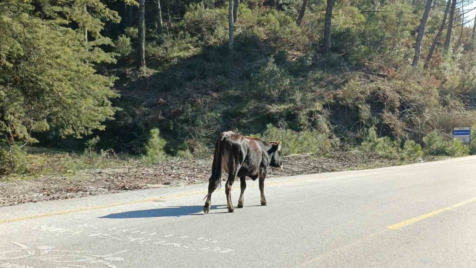Yem fiyatları arttı, salma besicilik yeniden değer kazandı
