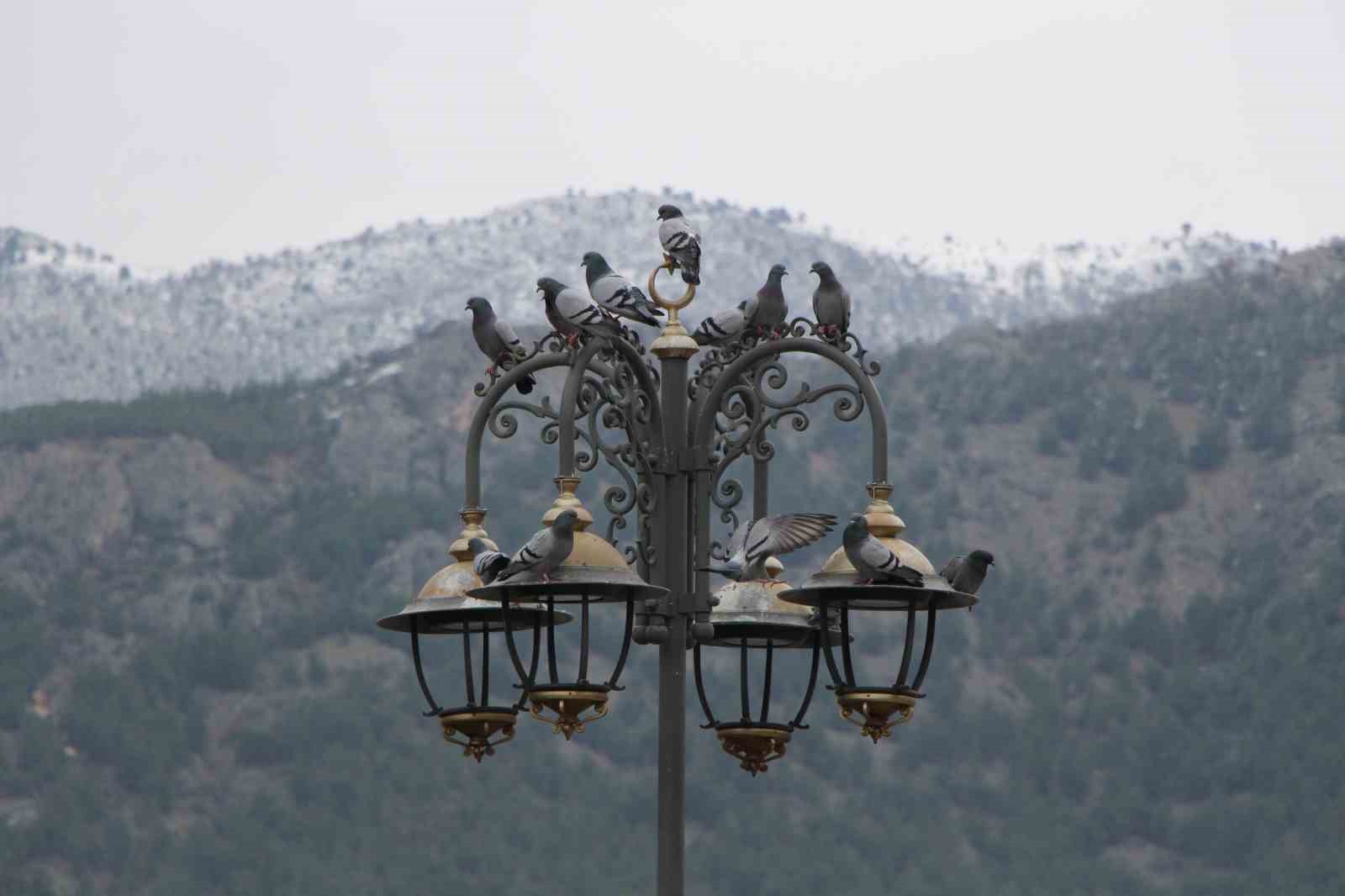 ’Yemci Dede’ 20 yıldır sokaklardaki güvercinleri beslemeden kahvaltı yapmıyor
