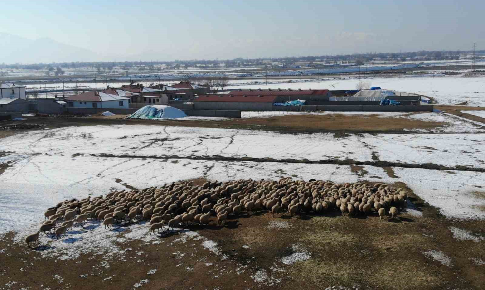 Yeni doğan kuzularla birlikte besicilerde tatlı telaş yaşanıyor
