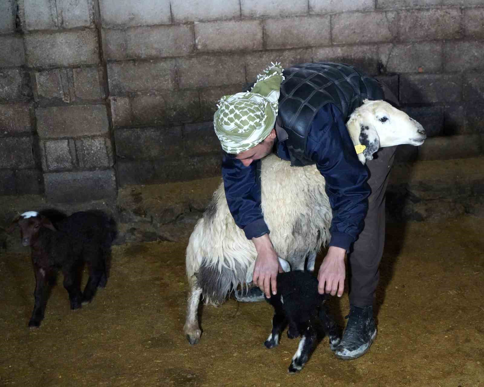 Yeni doğan kuzularla birlikte Erzincanlı besicilerde tatlı bir telaş yaşanıyor
