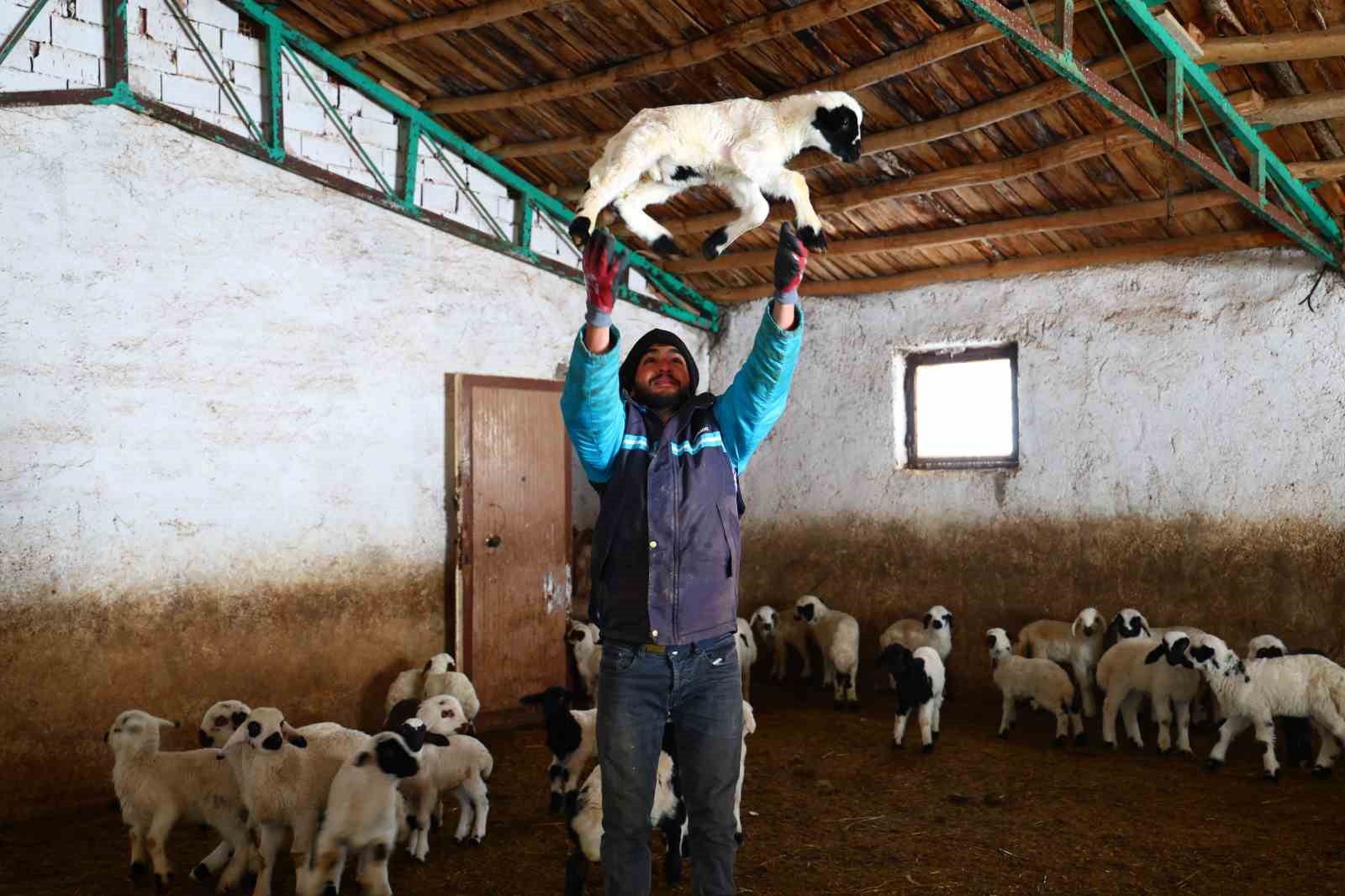 Yeni yıl bereketiyle geldi: Soğuk hava ile birlikte kuzu doğumları arttı
Yeni yıl bereketiyle geldi: Soğuk hava ile birlikte kuzu doğumları arttı