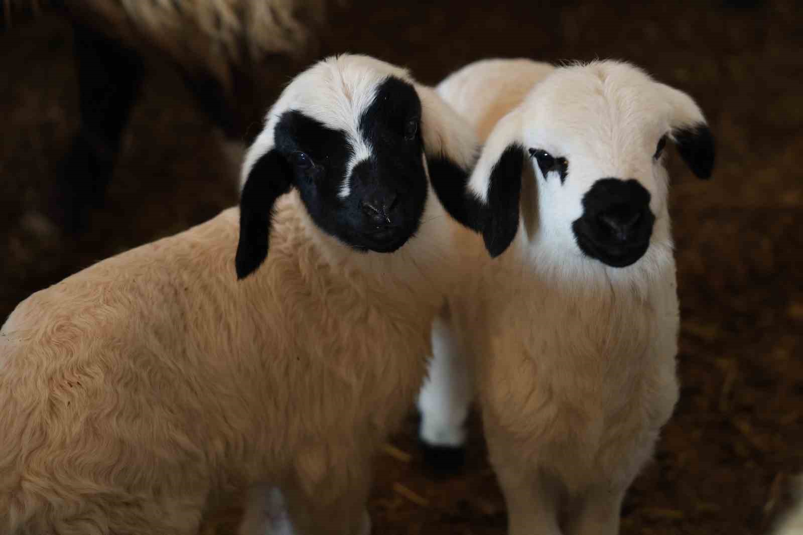 Yeni yıl bereketiyle geldi: Soğuk hava ile birlikte kuzu doğumları arttı
Yeni yıl bereketiyle geldi: Soğuk hava ile birlikte kuzu doğumları arttı