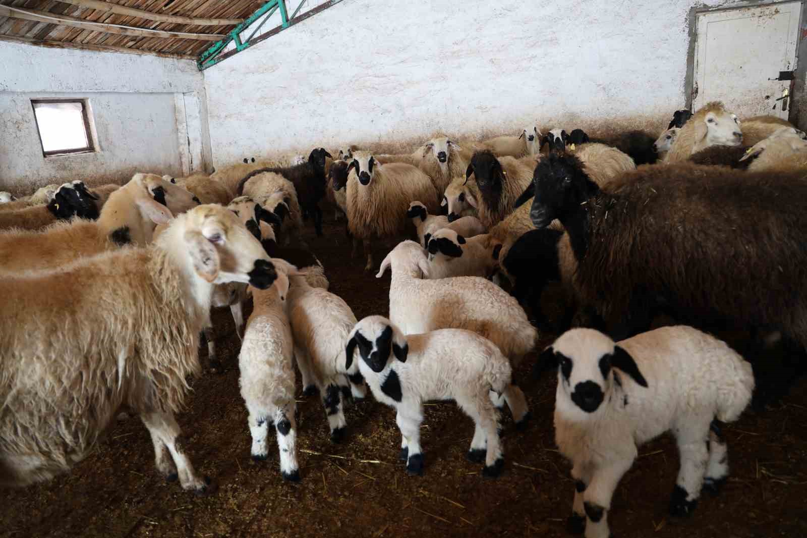 Yeni yıl bereketiyle geldi: Soğuk hava ile birlikte kuzu doğumları arttı
Yeni yıl bereketiyle geldi: Soğuk hava ile birlikte kuzu doğumları arttı