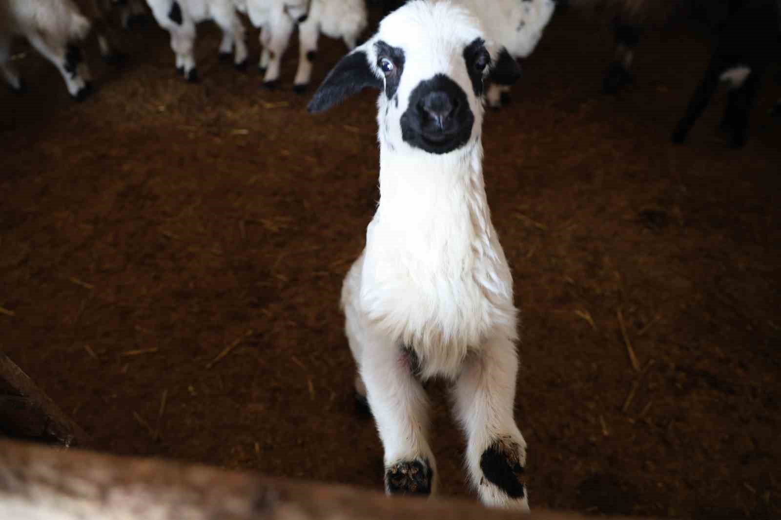 Yeni yıl bereketiyle geldi: Soğuk hava ile birlikte kuzu doğumları arttı
Yeni yıl bereketiyle geldi: Soğuk hava ile birlikte kuzu doğumları arttı