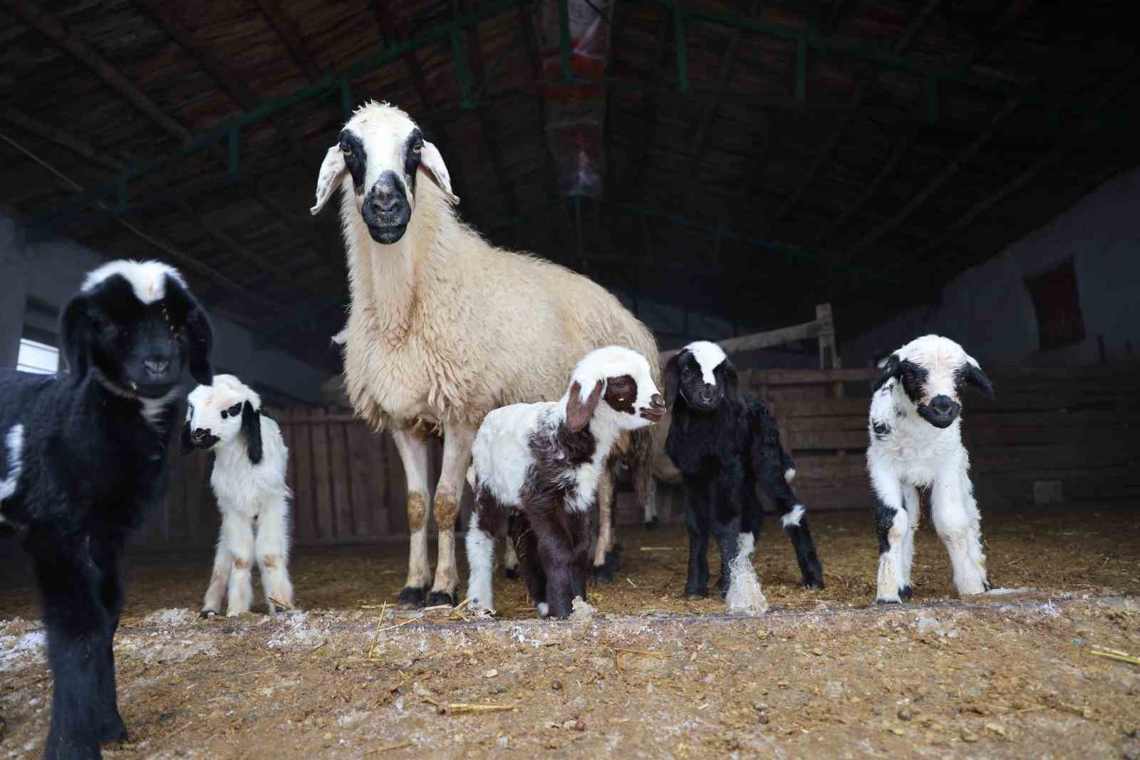 Yeni yıl bereketiyle geldi: Soğuk hava ile birlikte kuzu doğumları arttı
Yeni yıl bereketiyle geldi: Soğuk hava ile birlikte kuzu doğumları arttı