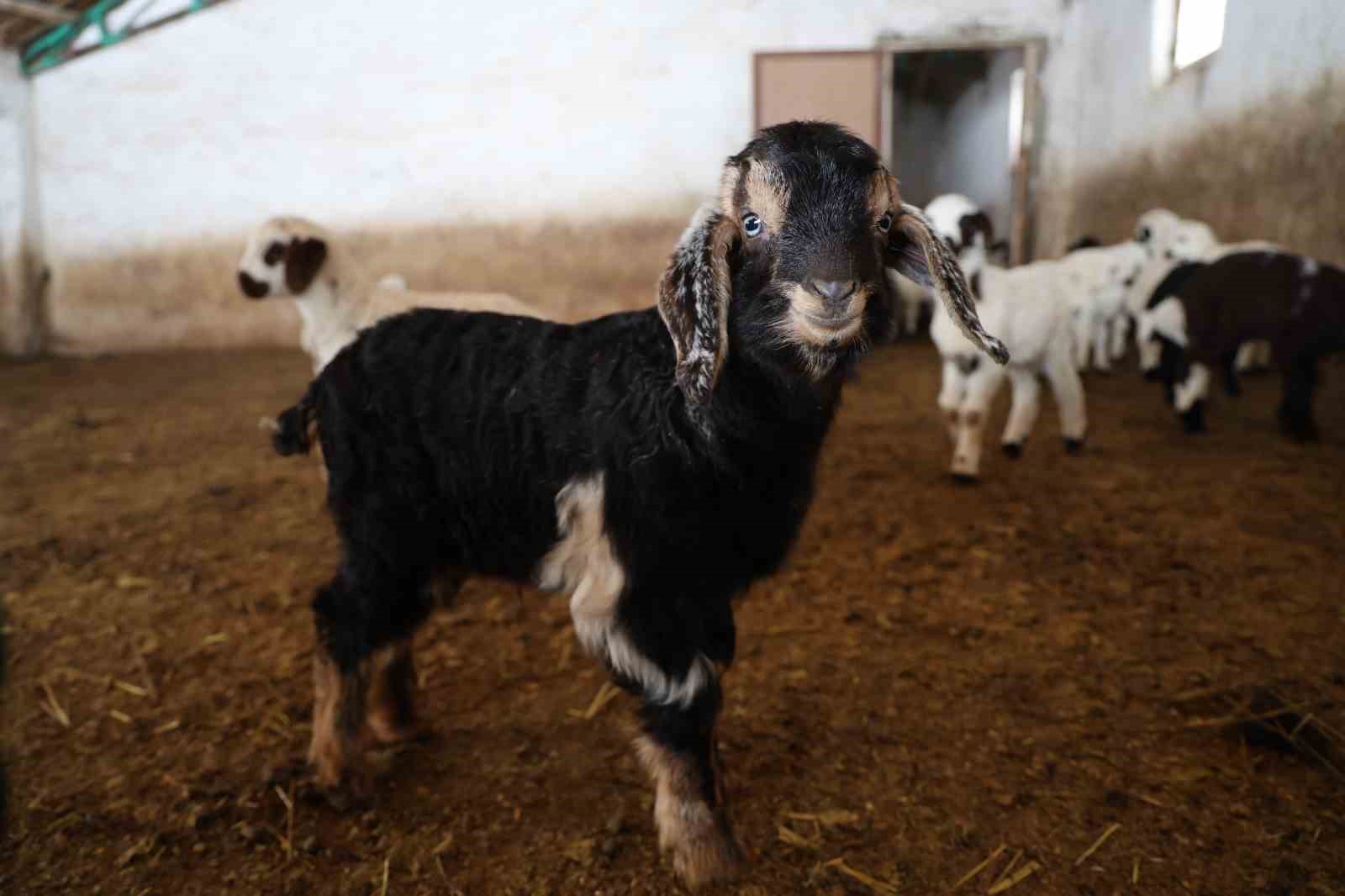 Yeni yıl bereketiyle geldi: Soğuk hava ile birlikte kuzu doğumları arttı
Yeni yıl bereketiyle geldi: Soğuk hava ile birlikte kuzu doğumları arttı