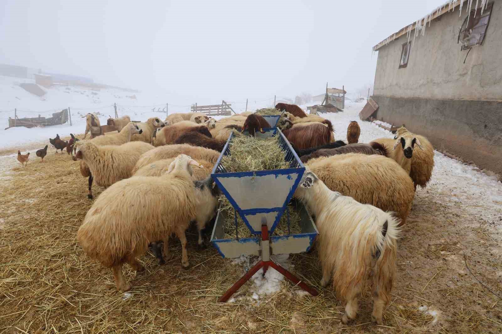 Yeni yıl bereketiyle geldi: Soğuk hava ile birlikte kuzu doğumları arttı
Yeni yıl bereketiyle geldi: Soğuk hava ile birlikte kuzu doğumları arttı