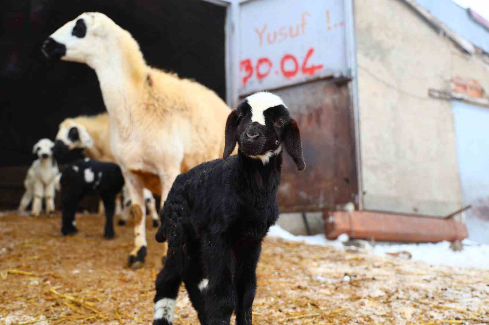 Yeni yıl bereketiyle geldi: Soğuk hava ile birlikte kuzu doğumları arttı
Yeni yıl bereketiyle geldi: Soğuk hava ile birlikte kuzu doğumları arttı