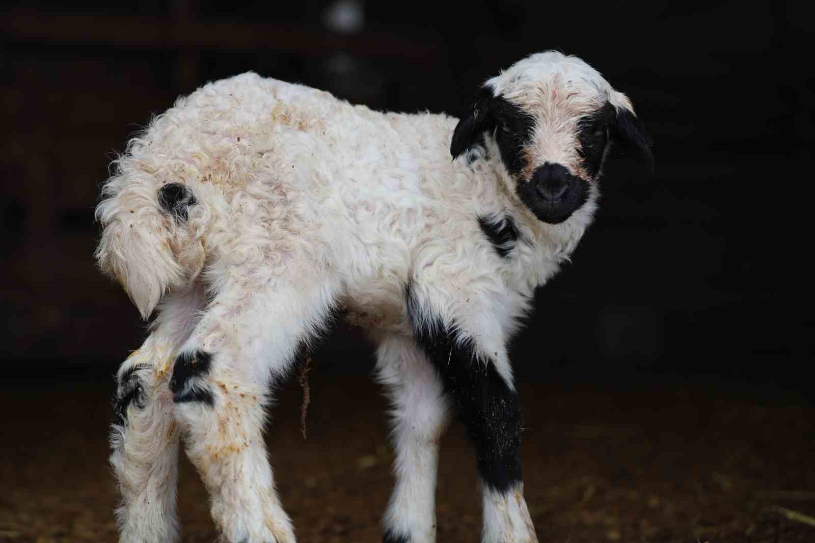Yeni yıl bereketiyle geldi: Soğuk hava ile birlikte kuzu doğumları arttı
Yeni yıl bereketiyle geldi: Soğuk hava ile birlikte kuzu doğumları arttı