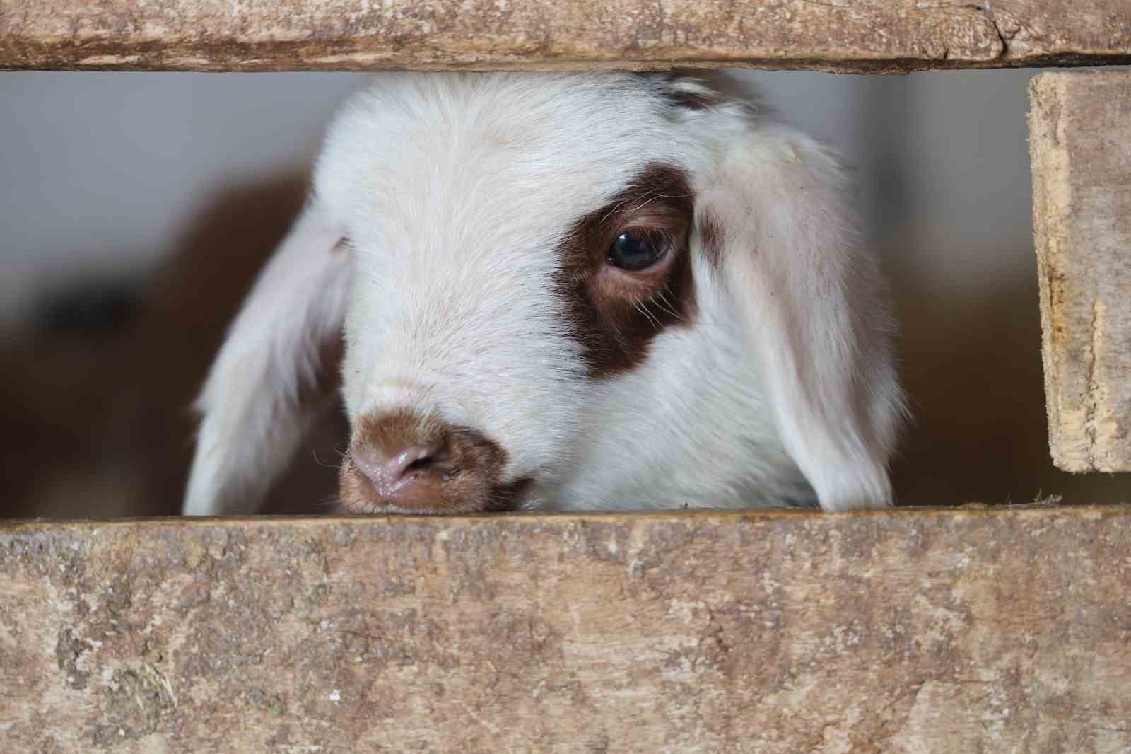 Yeni yıl bereketiyle geldi: Soğuk hava ile birlikte kuzu doğumları arttı
Yeni yıl bereketiyle geldi: Soğuk hava ile birlikte kuzu doğumları arttı