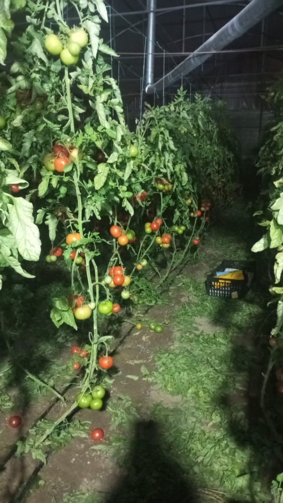 Yeni yıla ’don’ nöbetiyle girdiler
