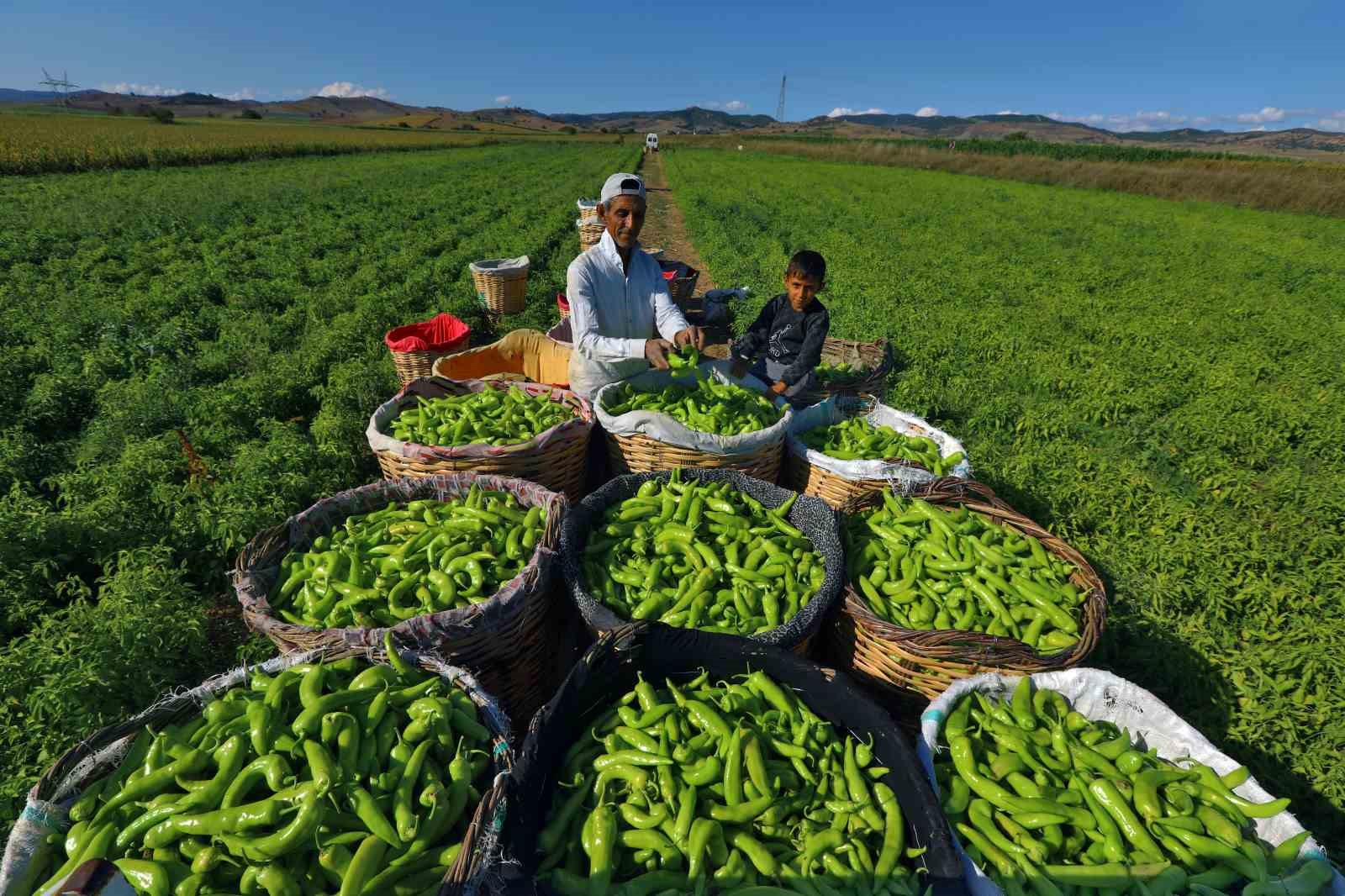 Yenişehir Belediyesi, dev bütçeli iklim projesini hayata geçiriyor
Yenişehir Belediyesi, dev bütçeli iklim projesini hayata geçiriyor