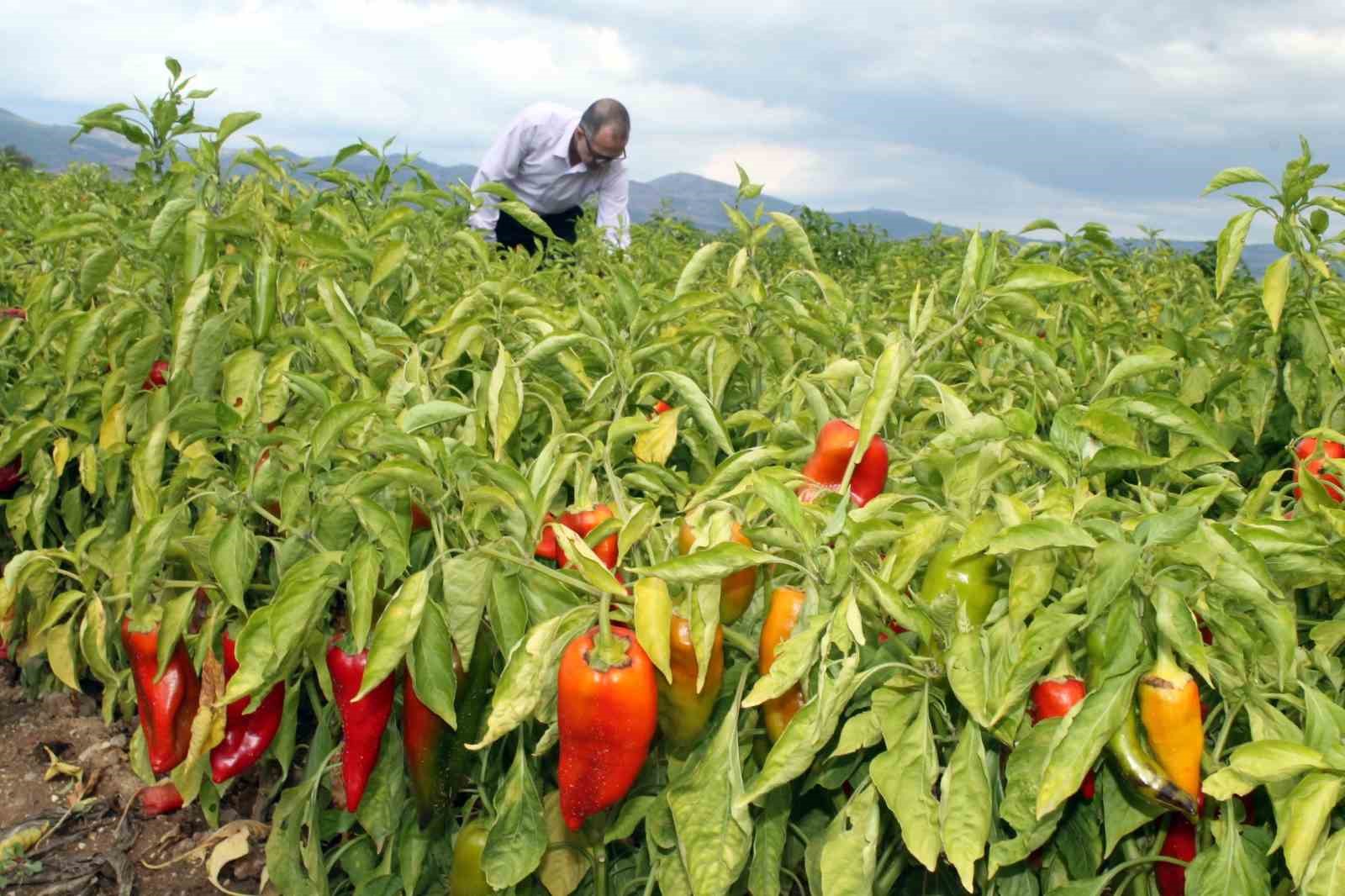 Yenişehir Yağlı Tohumlar Kooperatifi Başkanı Çetin: "Çiftçi umudunu kaybetmedi"
Yenişehir Yağlı Tohumlar Kooperatifi Başkanı Çetin: "Çiftçi umudunu kaybetmedi"