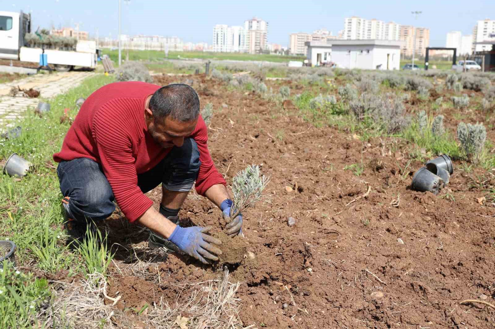 Yenişehir’de lavanta mevsimi başlıyor
