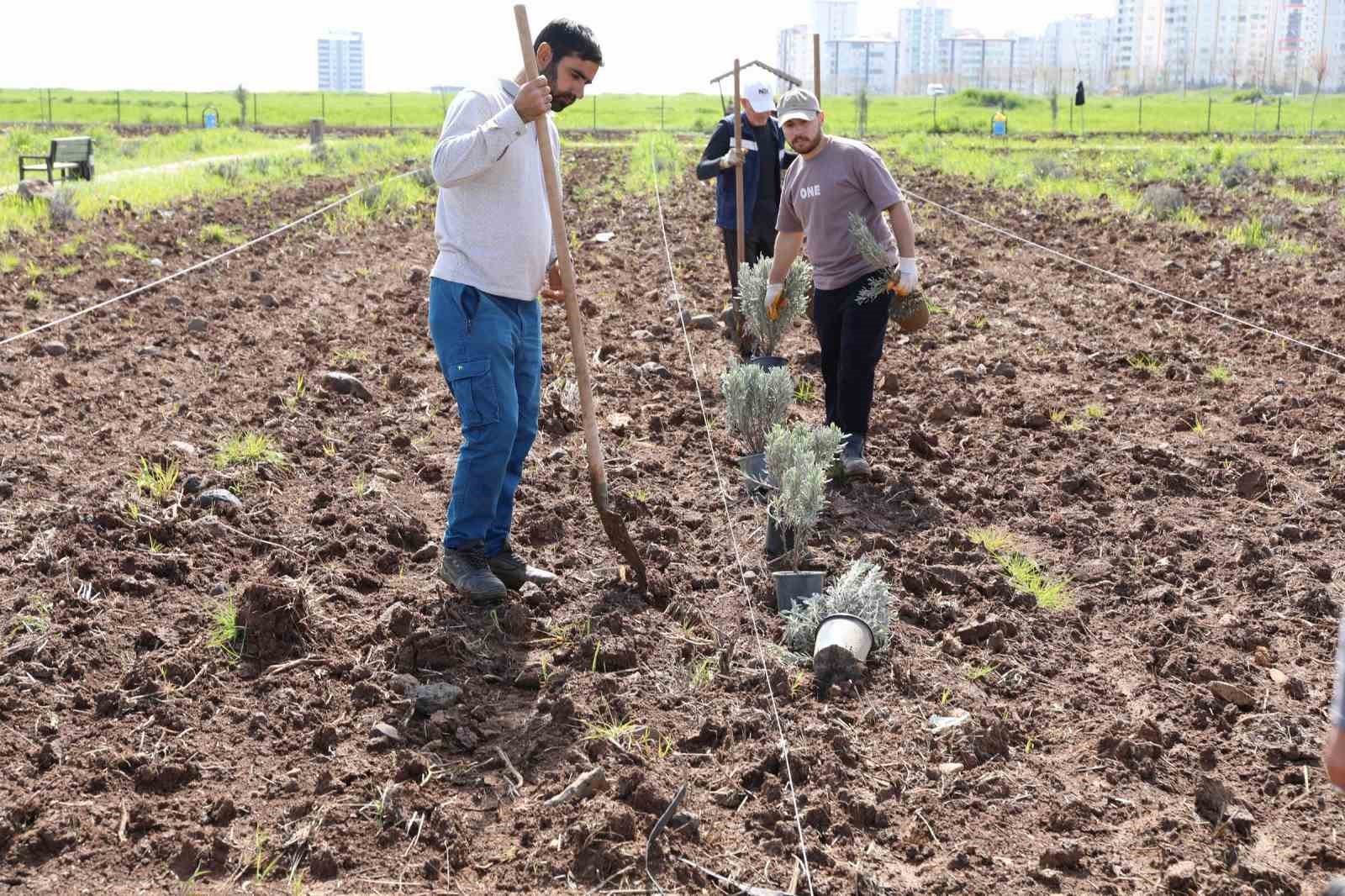 Yenişehir’de lavanta mevsimi başlıyor
