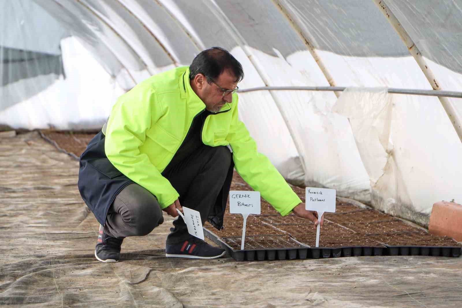 Yerel tohum toprakla buluştu, 300 bin fide çiftçilere ücretsiz dağıtılacak
