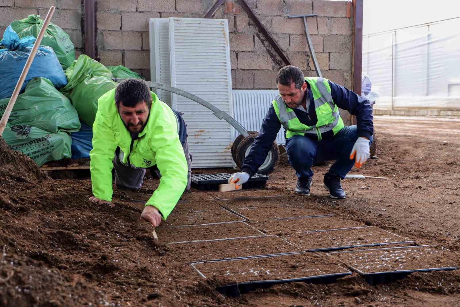 Yerel tohum toprakla buluştu, 300 bin fide çiftçilere ücretsiz dağıtılacak
