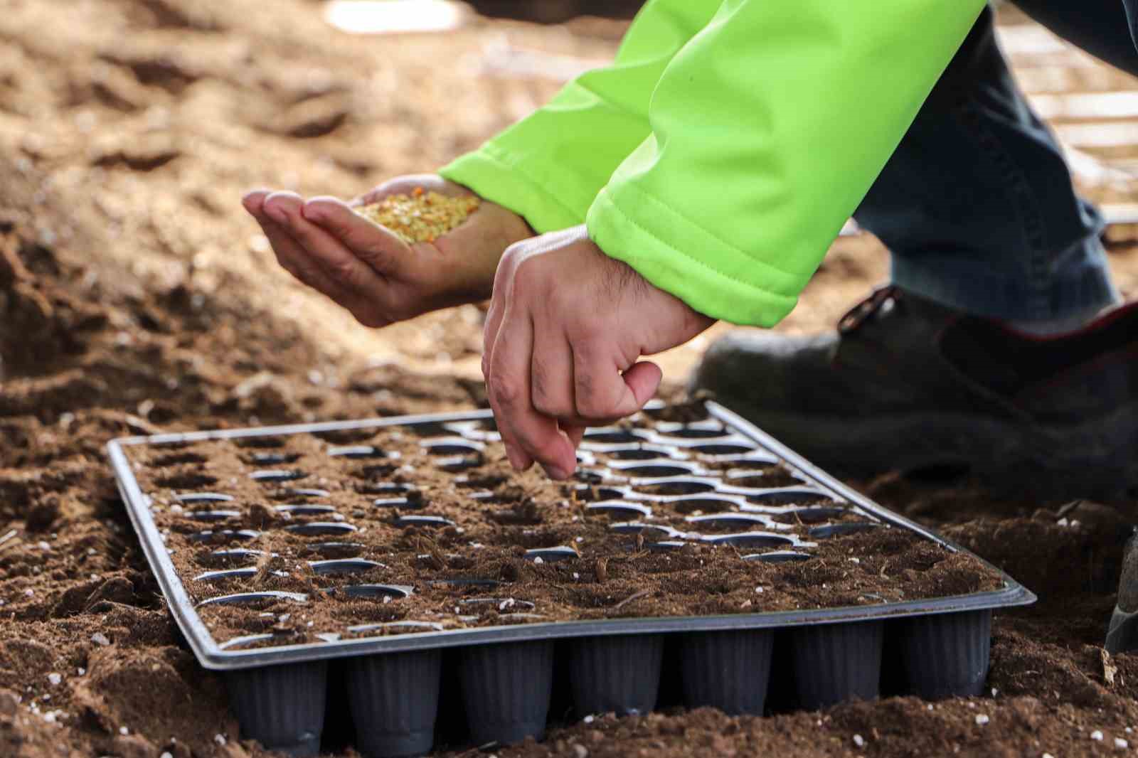 Yerel tohum toprakla buluştu, 300 bin fide çiftçilere ücretsiz dağıtılacak
