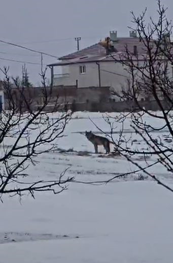 Yerleşim yerine inen kurdun rahat tavırları dikkat çekti
