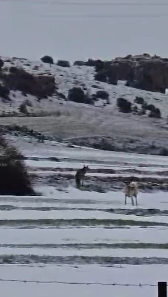 Yerleşim yerine inen kurdun rahat tavırları dikkat çekti

