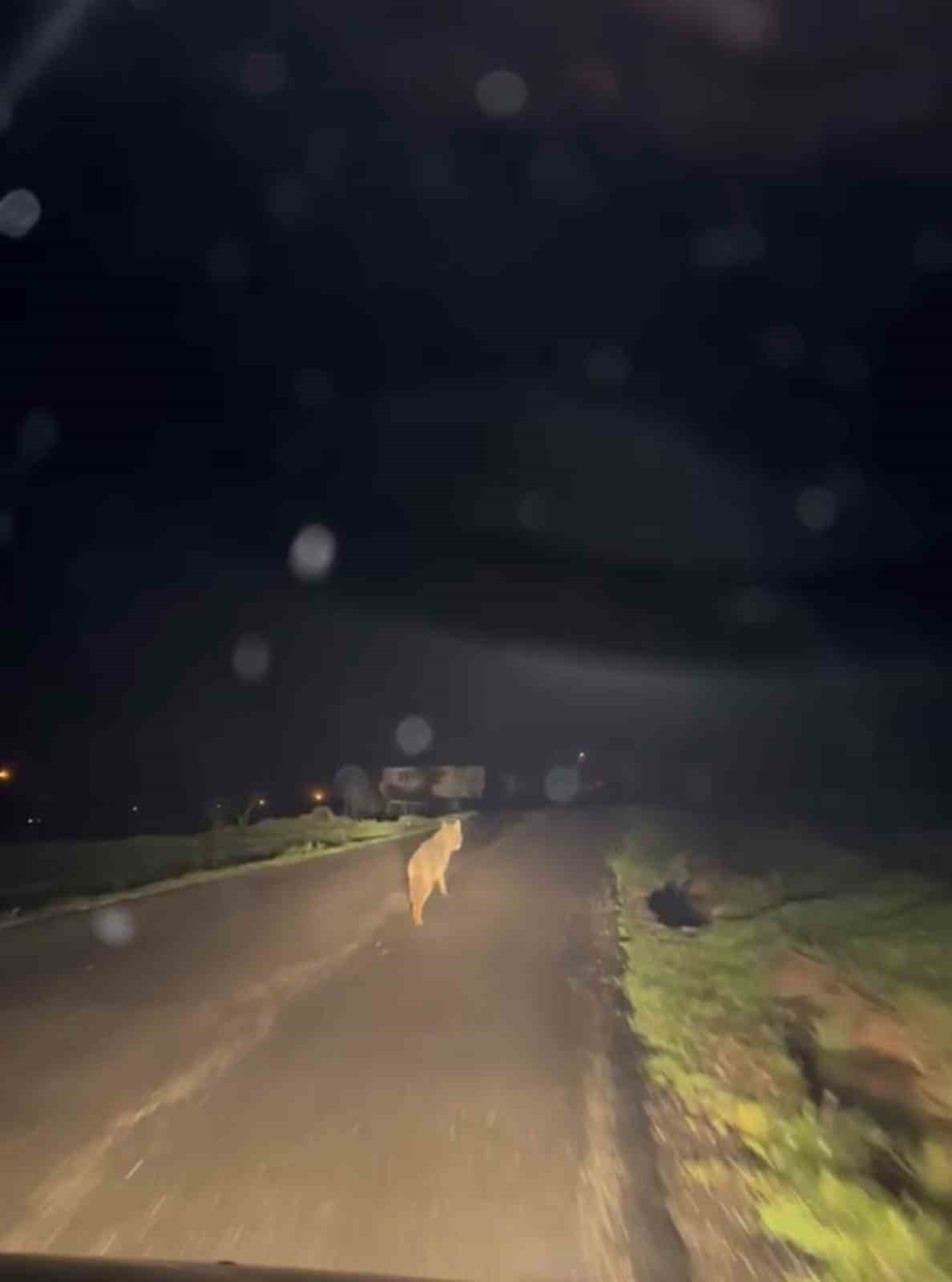 Yerleşim yerine inen kurt cep telefonu ile görüntülendi
