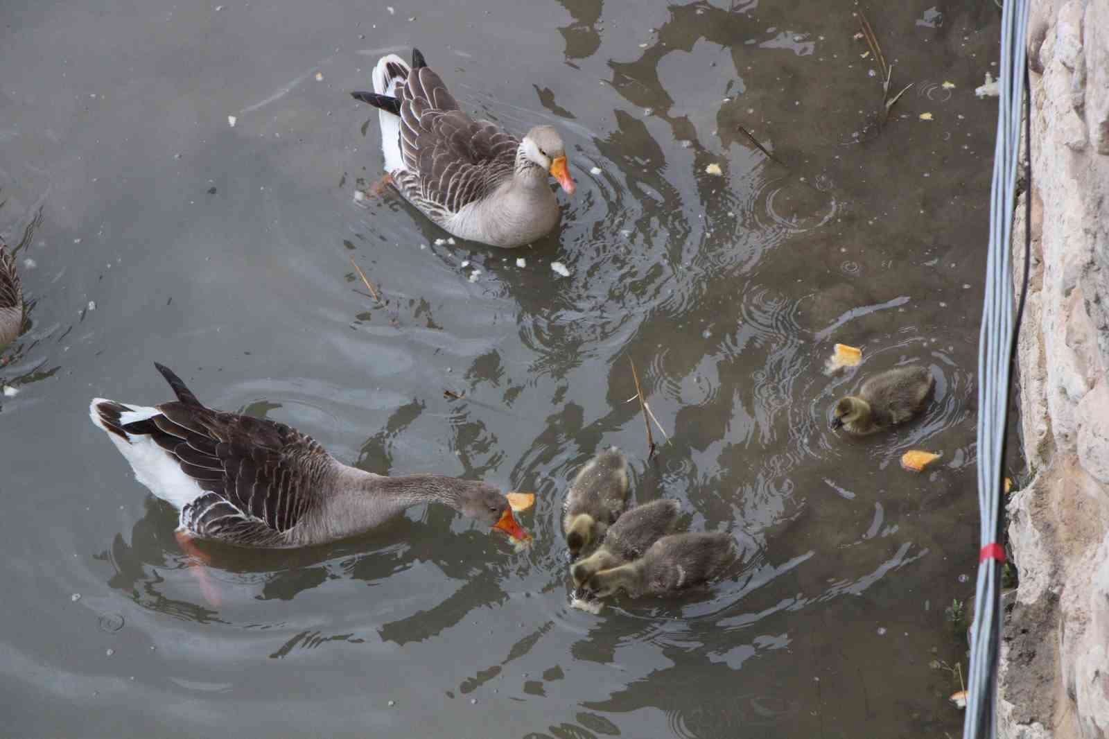 Yeşilırmak Nehri’nin maskotu kaz yavruları beslenme saatinde
