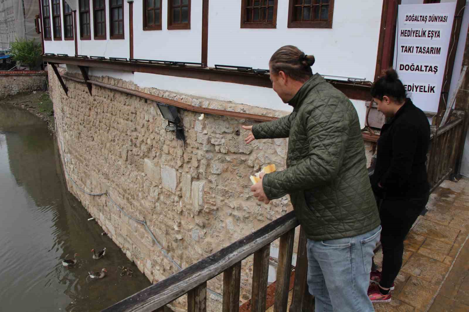 Yeşilırmak Nehri’nin maskotu kaz yavruları beslenme saatinde
