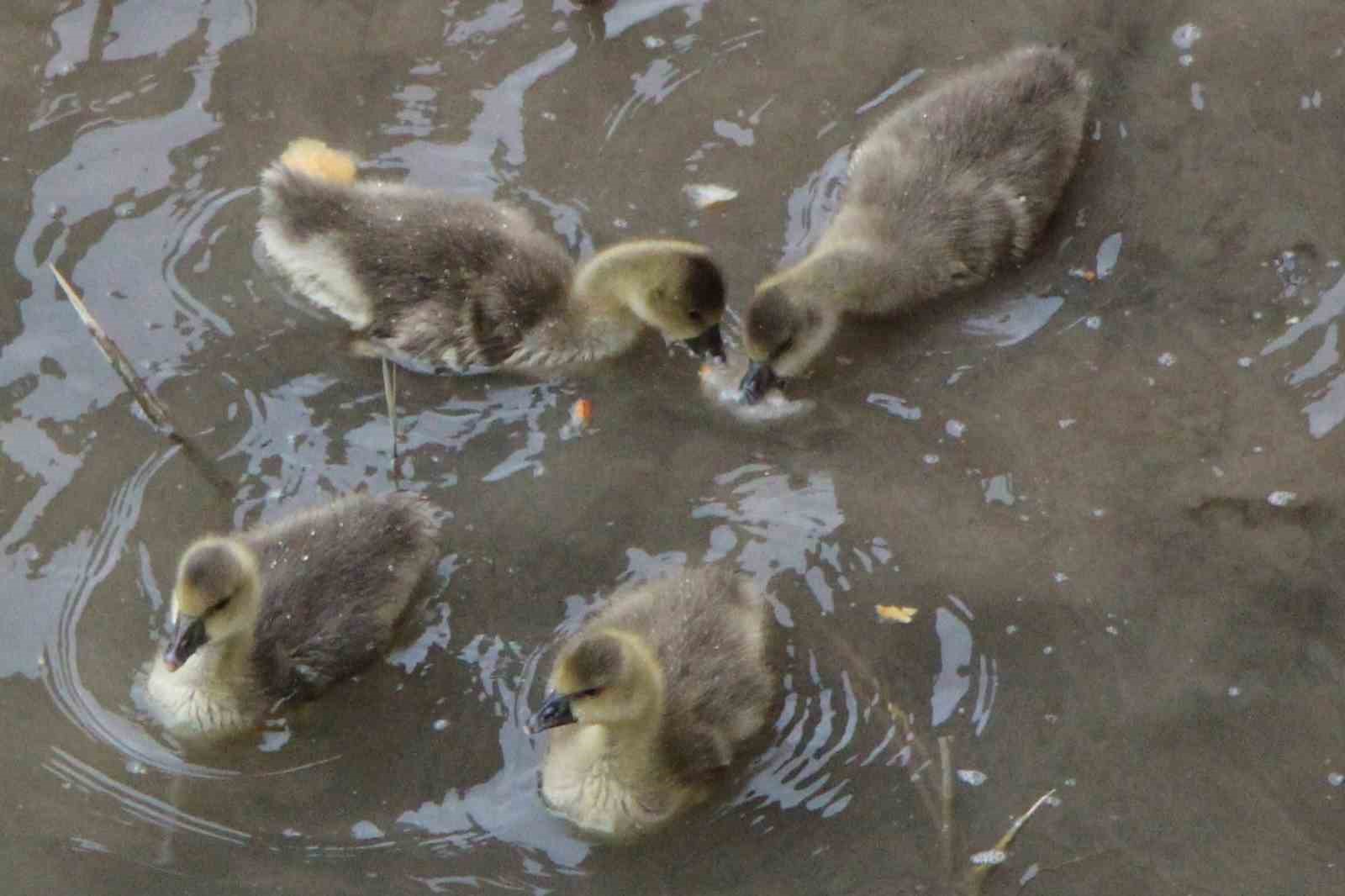 Yeşilırmak Nehri’nin maskotu kaz yavruları beslenme saatinde
