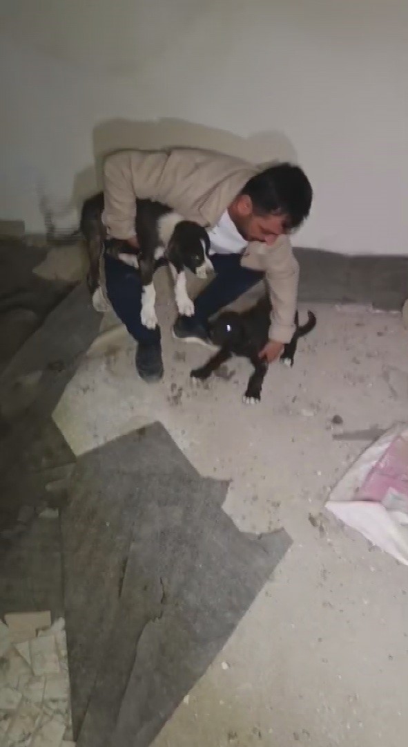 Yıkılacak binadaki yavru köpekleri kurtaran hayvansever yürekleri ısıttı
