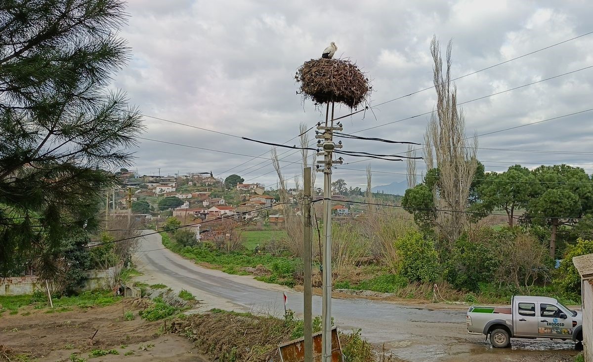 Yılın ilk leylekleri gelmeye başladı, ilk gören 1 çuval unu kaptı
