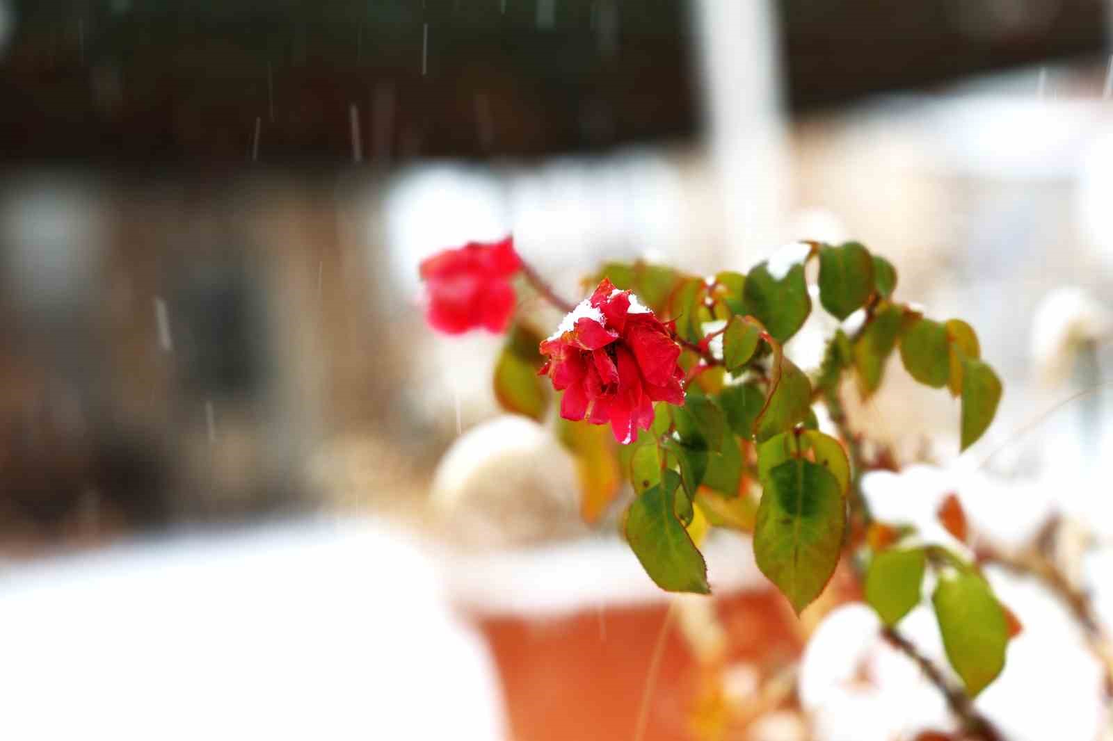 Yılın son gününde Elazığ beyaza büründü
