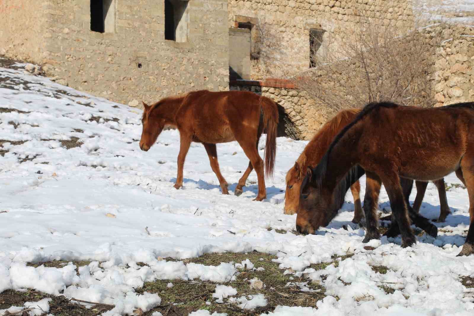 Yılkı atları fotoğrafçıların gözdesi oldu
