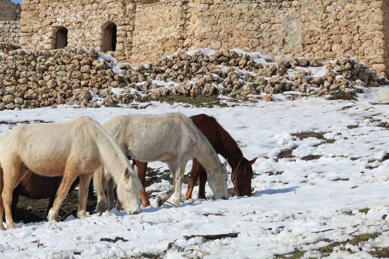 Yılkı atları fotoğrafçıların gözdesi oldu
