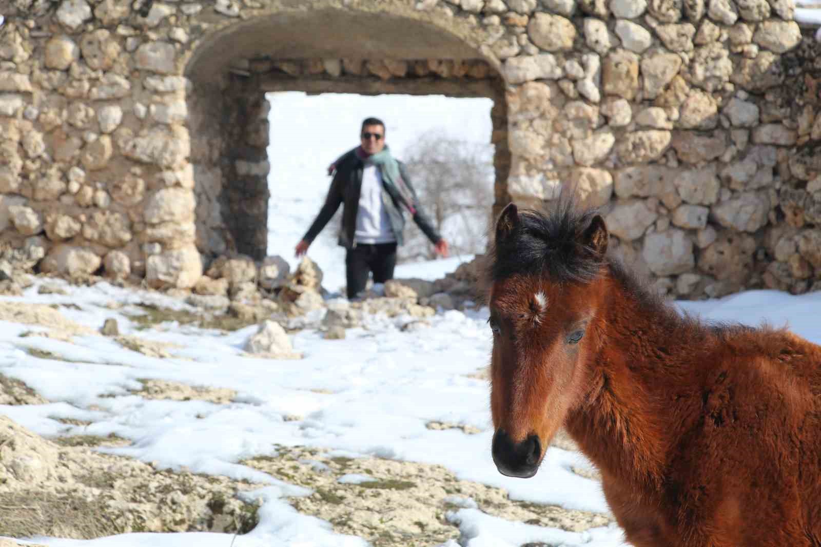 Yılkı atları fotoğrafçıların gözdesi oldu
