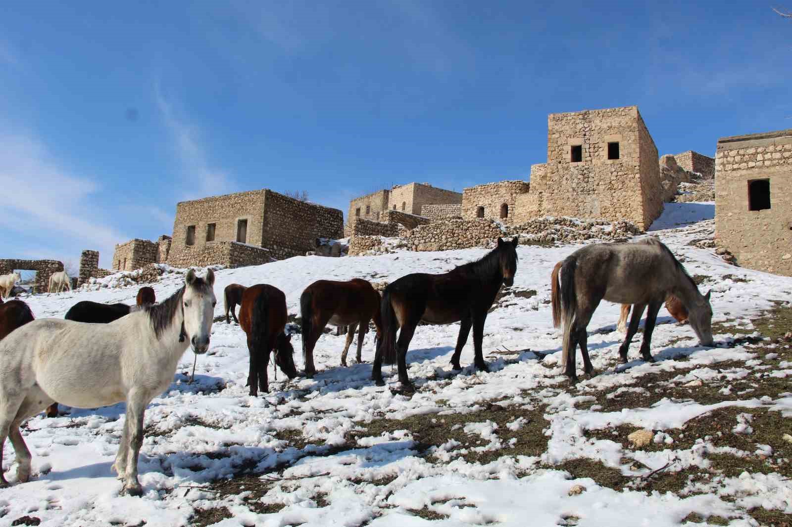 Yılkı atları fotoğrafçıların gözdesi oldu

