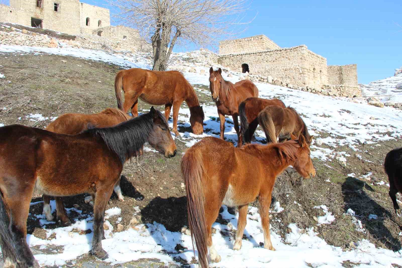 Yılkı atları fotoğrafçıların gözdesi oldu
